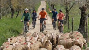 Chianti Cheese Making Tour: Tuscany Farm Experience with E-Bike Ride & Local Food Tasting Chianti Cheese Making Tour: Tuscany Farm Experience with E-Bike Ride & Local Food Tasting