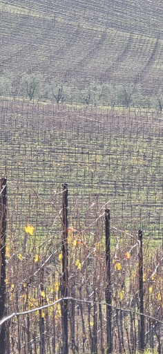 Tour e noleggio bici Toscana 8 media thumbnail 1